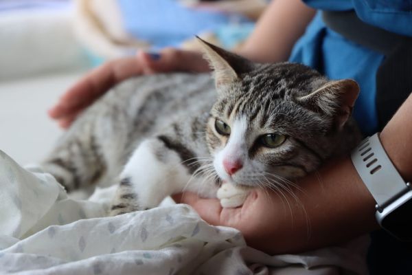 La jornada que permitió alcanzar las 5,000 esterilizaciones en noviembre reunió a equipos técnicos, voluntarios y residentes de varias comunidades. En Las Lajas de Chame, la participación ciudadana fue clave para que animales de hogares de bajos recursos pudieran acceder a un procedimiento seguro y económico. Entre ellos destacó el caso de Didi, una gatita que representa el vínculo entre familias, memoria y responsabilidad compartida hacia los animales del país.