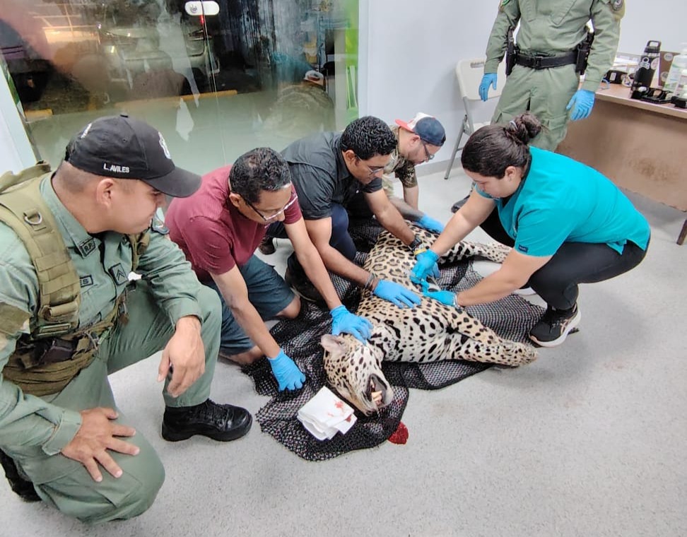 Un ejemplar de jaguar (Panthera onca) murió tras ser atropellado en la autopista Panamá–Colón, en un sector cercano a un corredor biológico que conectaba áreas boscosas del país. Unidades de la Policía Ambiental atendieron el aviso inicial y comunicaron el hecho al Ministerio de Ambiente (MiAmbiente).
