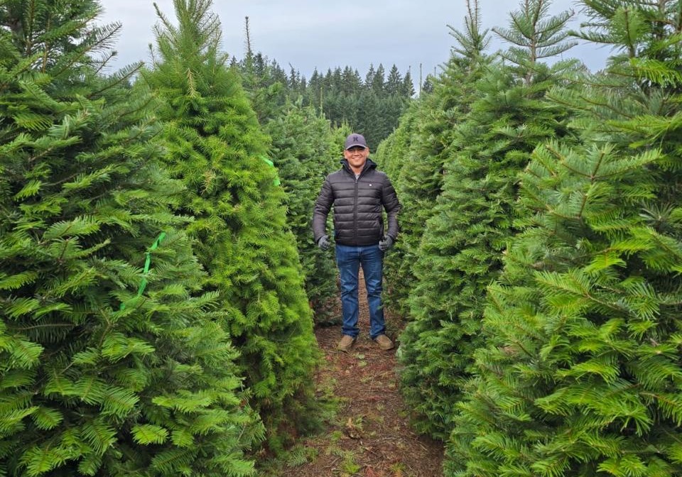 Con resultados satisfactorios, la Dirección Nacional de Cuarentena Agropecuaria del Ministerio de Desarrollo Agropecuario (MIDA) continúa recibiendo contenedores de arbolitos de Navidad, reveló Luis Benavides, directivo de la unidad. Benavides, indicó que, hasta el momento, han ingresado 47 contenedores de 40 pies, lo que representa, aproximadamente, 38 mil unidades. Aclaró que, cada contenedor transporta alrededor de mil árboles cuando son pequeños y entre 400 y 600 en el caso de los más grandes.