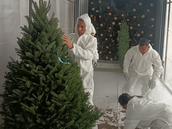 El MIDA comunicó que llegaron a Panamá, los primeros 32 contenedores de arbolitos de navidad: 25 provenientes de Canadá y 7 contenedores desde Oregón, Estados Unidos, haciendo un aproximado de 17 mil pinos.