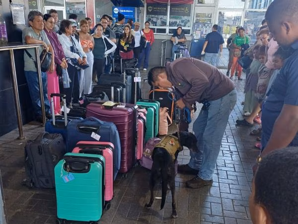 MIDA-CANINOS 1 El MIDA continúa fortaleciendo la vigilancia fronteriza con inspecciones caninas especializadas para impedir el ingreso de productos que puedan afectar la sanidad agropecuaria del país.