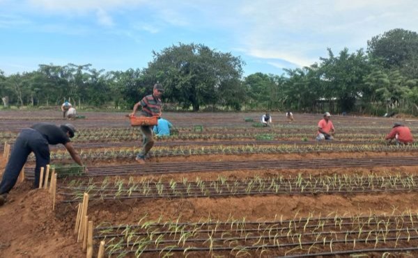 La jornada de capacitación del MIDA busca reforzar las buenas prácticas agrícolas en el cultivo de cebolla, contribuyendo al desarrollo sostenible y a la economía del Pacífico Central de Panamá.