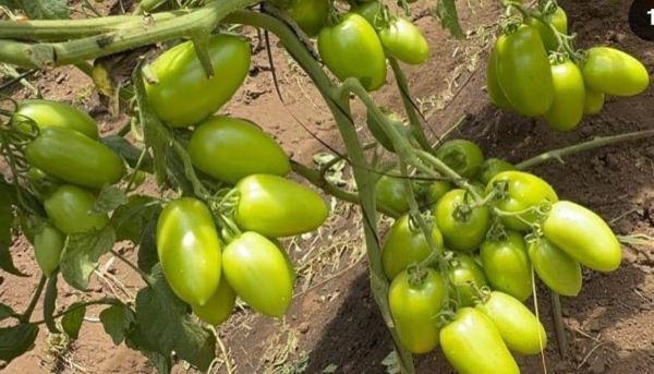 productores de Tomate buscan capacitarse.