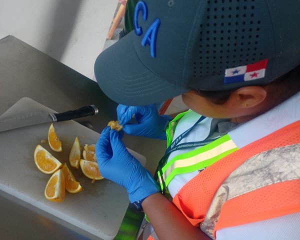 Aumentan vigilancia contra la mosca de la Fruta.