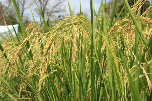 Semillas de arroz certificadas de Colombia llegarán a Panamá.