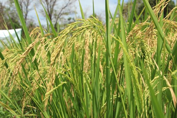 Semillas de arroz certificadas de Colombia llegarán a Panamá.