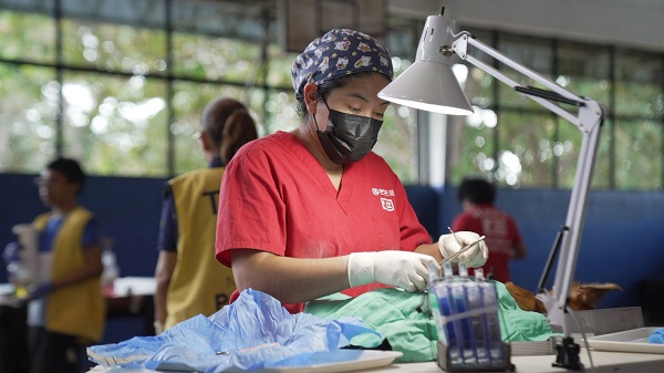 Veterinaria realizando una cirugía