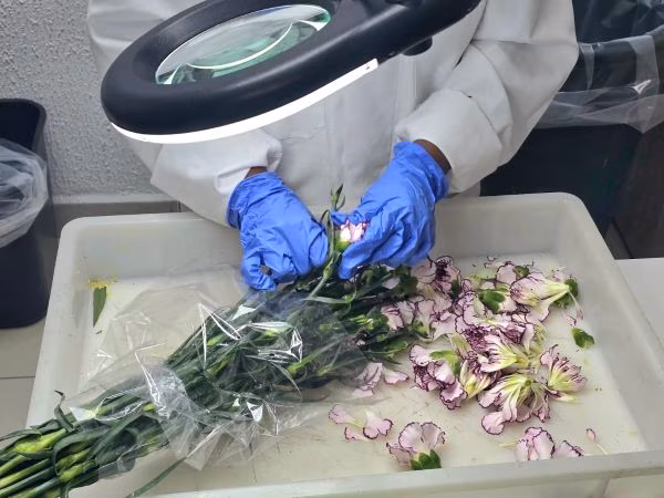 El aumento en la importación de flores por el Día de la Madre llevó al MIDA a reforzar las inspecciones y análisis entomológicos en Tocumen para evitar el ingreso de plagas al país.