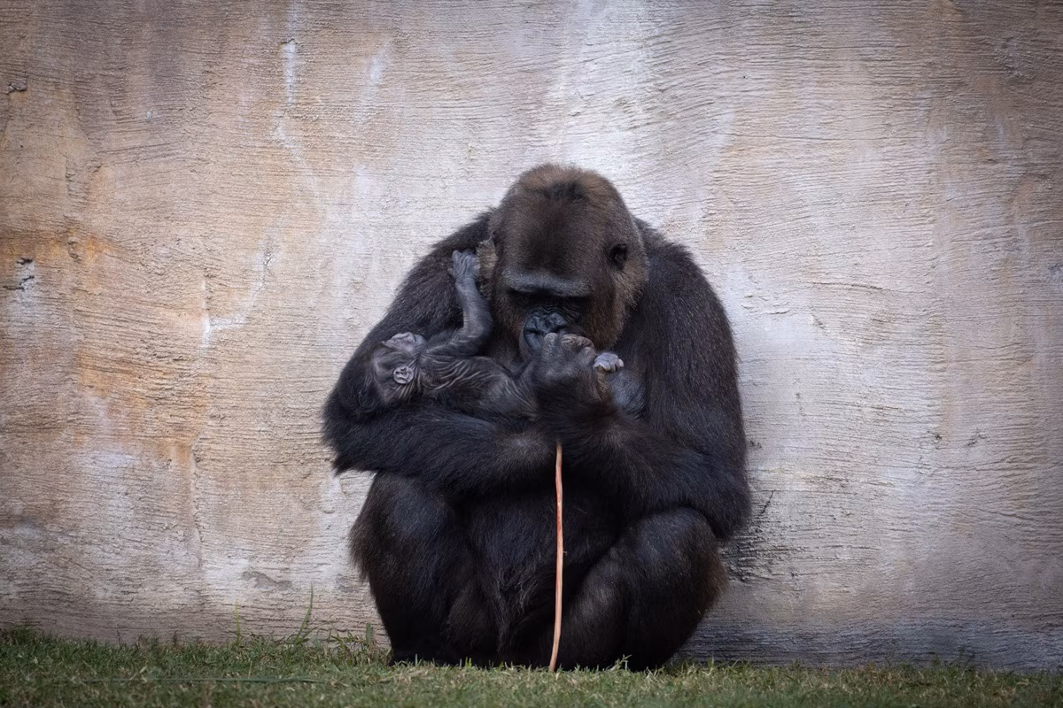 Buscan nombre para gorila nacido en llanura, España