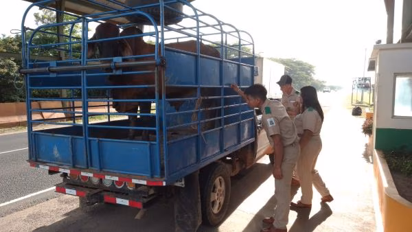 La práctica permitió a los alumnos conocer los procedimientos que respaldan la vigilancia fitosanitaria y el control de movilización en el país. Las actividades integraron trabajo de campo, análisis de muestras y revisión documental, aportando experiencia directa en tareas que forman parte de la operación diaria de los puestos de control del MIDA.