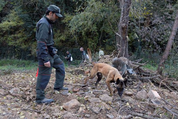 Exportaciones porcinas en riesgo por peste porcina africana
