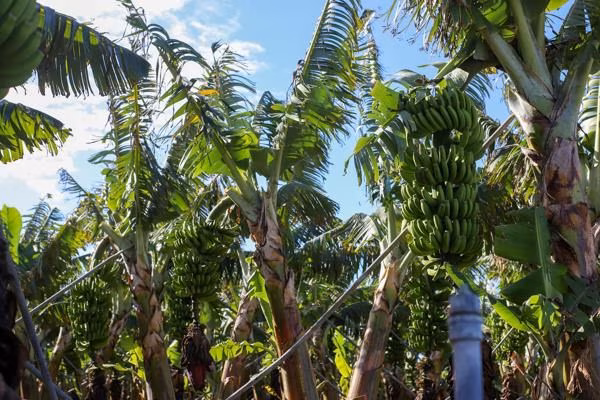 Un equipo científico de la Universidad de Alicante creó un sistema biodegradable basado en carbón activado que libera compuestos orgánicos para repeler al picudo negro, reduciendo el uso de insecticidas químicos en cultivos de plátano.