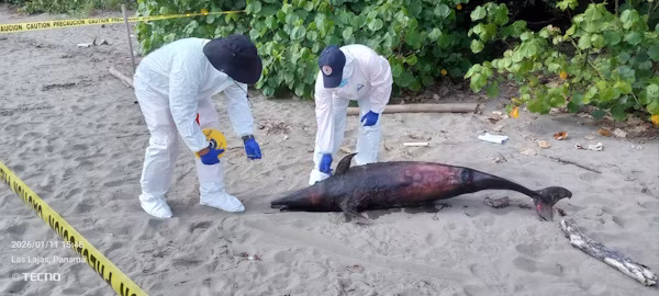 Unidades del SINAPROC encontraron un delfín sin vida en Playa Las Lajas, provincia de Chiriquí, y posteriormente se informó a MiAMBIENTE, para efectuar las verificaciones correspondientes.