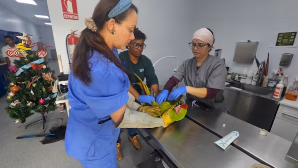 En respuesta a una denuncia anónima relacionada con la presunta posesión ilegal de fauna silvestre, MiAMBIENTE, Regional Panamá Oeste, efectuó una diligencia de verificación en el sector de Burunga, Barriada Omar Torrijos, distrito de Arraiján.