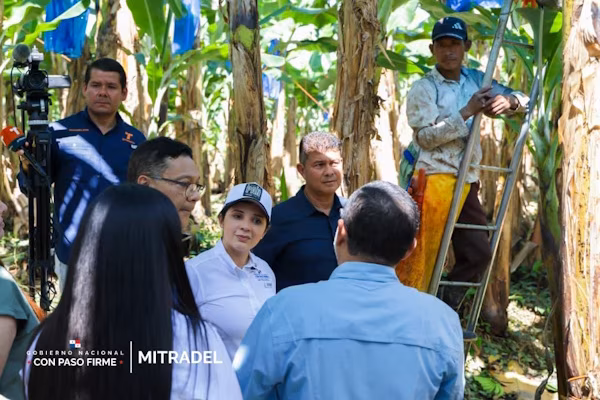 Progresa reactivación bananera con 1,600 nuevos contratos vigentes y 967 adicionales inscritos en Bocas del Toro.
