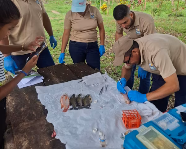 El Programa Nacional de Sanidad Acuícola de la Dirección Nacional de Salud Animal del Ministerio de Desarrollo Agropecuario (MIDA) llevó a cabo una jornada de capacitación de tres días dirigida al personal técnico de la institución en la regional de la provincia de Darién.