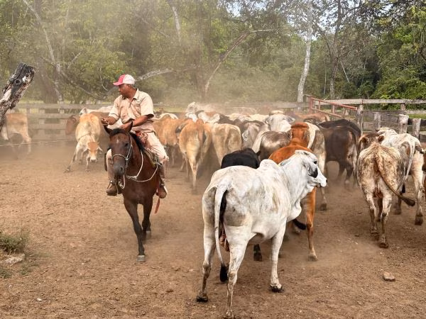 Realizan pruebas sanitarias.