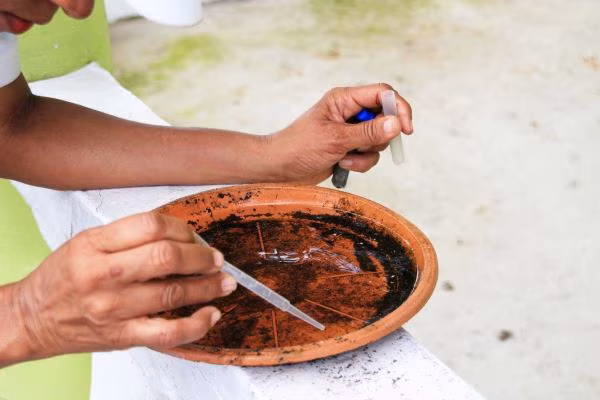 Eliminar recipientes que sirven de criaderos.