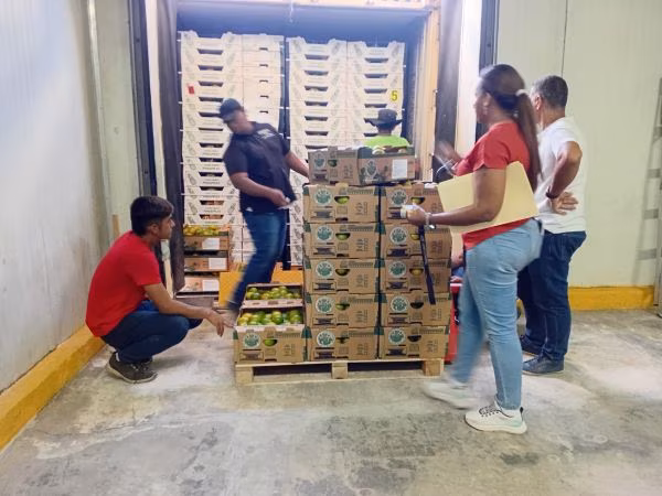 Naranja y piña panameña exportadas al caribe.
