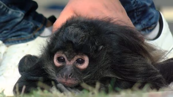 Mono araña muere de tuberculosis.