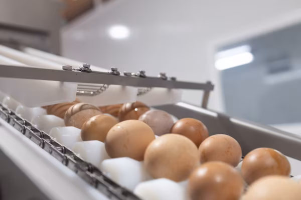 Panamá se mantiene ampliando los destinos de su oferta exportable. Esto es así, porque la empresa agroindustrial Granja Emita, la cual se ubica en Panamá Oeste, efectuó su tercera exportación de huevos, con un contenedor de 931 cajas enviado al Caribe.