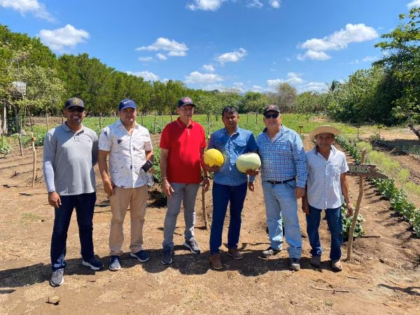 Productores muestran su fortaleza en el cultivo de cucurbitáceas.