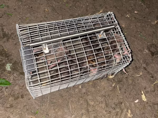 La Dirección Ejecutiva de Cuarentena Agropecuaria del Ministerio de Desarrollo Agropecuario (MIDA), por medio de su personal en el área de Bocas del Toro, ofreció apoyo técnico a la Coordinación de Salud Animal durante el desarrollo de una jornada de captura de murciélagos hematófagos en el área fronteriza de Finca 51, en Guabito.