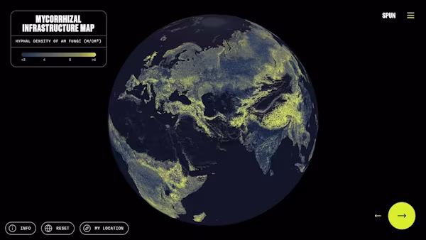 EFE.- Un equipo internacional de investigadores ha elaborado el primer mapa global de lo que se considera el ‘sistema circulatorio’ de la Tierra, una vasta red de hongos subterráneos -que abarca unos 110 billones de kilómetros- y que son esenciales para la fertilidad del suelo, el reciclaje de los nutrientes, la captura de carbono, la seguridad alimentaria o la regulación del clima. Son los hongos ‘micorrícicos’, que forman inmensas redes subterráneas que viven asociadas a las raíces de las plantas y que facilitan el intercambio de agua, nutrientes y carbono, desempeñando así un papel determinante en el funcionamiento de los ecosistemas, por lo que resultan esenciales para sostener la vida y el equilibrio climático.