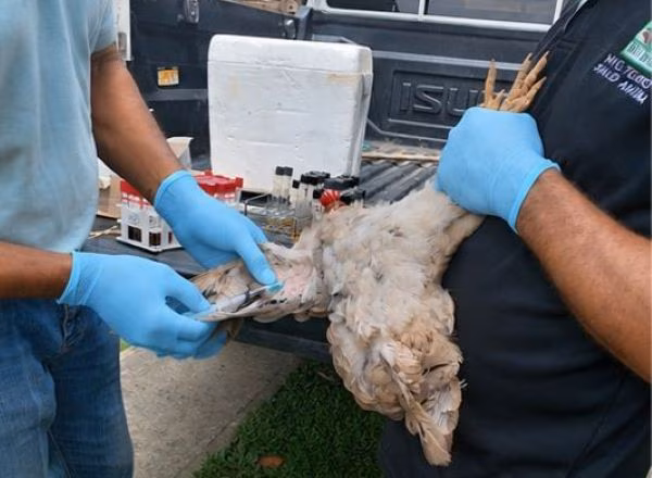 Se toman muestra de aves en Colón.