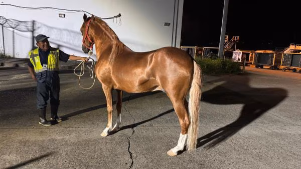 El ingreso de mascotas a Panamá es vigilado.