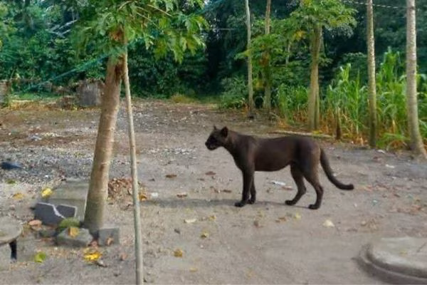 El felino a sido visto cerca de la comunidad.