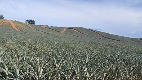 Mejoran producción de Piña en Panamá Oeste.