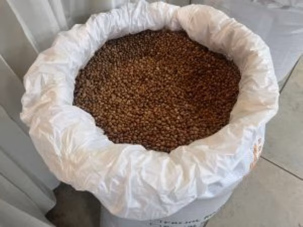 Frijol chiricano es comprado por el gobierno.