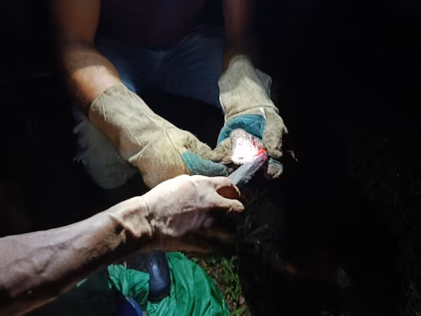 Como parte de las medidas permanentes a fin de proteger la salud animal y prevenir enfermedades zoonóticas, el Ministerio de Desarrollo Agropecuario (MIDA), regional de Colón, realizó una jornada de captura y control de murciélagos hematófagos en diferentes sectores de la provincia.