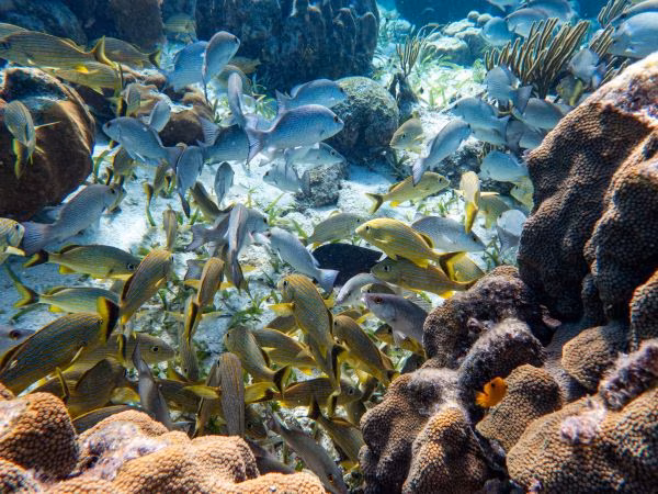 Buscan proteger este ecosistema marino.