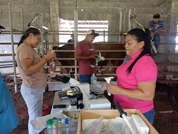 Con el objetivo de elevar la productividad ganadera y poner a disposición de los pequeños productores material genético de alta calidad, técnicos de la Agencia Central del Ministerio de Desarrollo Agropecuario (MIDA) Regional de Colón, en colaboración con el Instituto de Innovación Agropecuaria de Panamá (IDIAP), llevaron a cabo una jornada de extracción de semen de sementales bovinos en las comunidades de Alfagías, Sardinilla y Nuevo Ocú, situadas en los corregimientos de Limón y Salamanca, distrito de Colón.