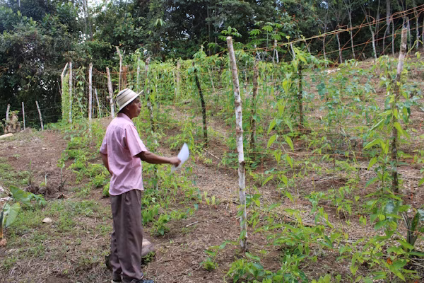Como parte de los preparativos para el III Curso Internacional de Desarrollo de Capacidades para la Aplicación del Enfoque de Mejoramiento de Vida, personal de la Dirección de Desarrollo Rural del Ministerio de Desarrollo Agropecuario de Panamá (MIDA), en colaboración con especialistas de la Agencia de Cooperación Internacional del Japón (JICA), llevó a cabo una gira de seguimiento en comunidades beneficiarias que servirán como escenarios de aprendizaje para los becarios provenientes de 10 países de Latinoamérica y el Caribe.