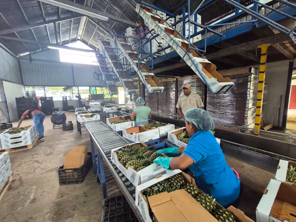 Personal de la Agencia de La Chorrera, con el apoyo de Sanidad Vegetal del Ministerio de Desarrollo Agropecuario en Panamá Oeste llevaron a ejecución la inspección fitosanitaria de piña MD2 para la exportación a Arabia Saudita.