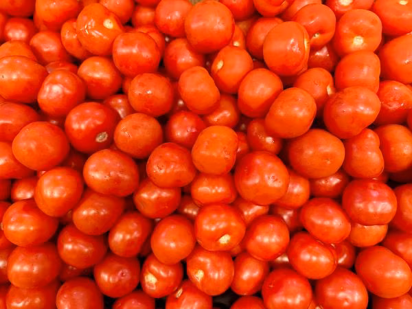 Buscan fortalecer producción de tomate en Los Santos.