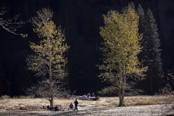 Los Ángeles (EFE).- El gobierno de Estados Unidos instruyó este martes un proyecto para habilitar la tala de árboles en casi 17,8 millones de hectáreas de áreas silvestres en bosques nacionales para la construcción de carreteras. La propuesta pretende derogar Norma Nacional de Conservación de Áreas sin Carreteras de 2001, una histórica regulación medioambiental que se aprobó durante el mandato del expresidente Bill Clinton para proteger los ecosistemas dentro de las tierras del Sistema Nacional de Bosques del país.