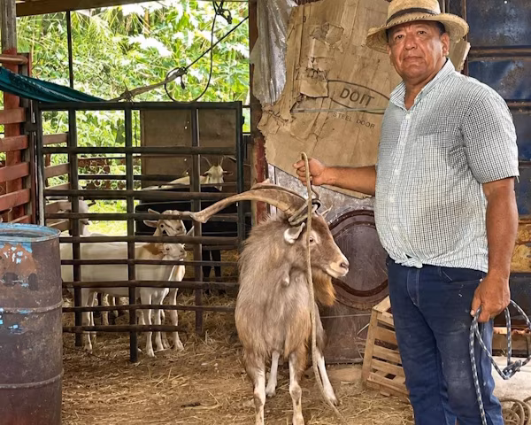 Como parte de las acciones encaminadas al fortalecimiento de la producción de especies menores, el Ministerio de Desarrollo Agropecuario de Panamá (MIDA), por medio de su Dirección Nacional de Ganadería, puso en marcha la entrega de sementales ovinos y caprinos de alta calidad genética destinados a productores de Panamá Este, Chiriquí y Veraguas. Los ejemplares, que comprenden las razas: Dorper, Dorper Blanco y Toggenburg, provienen del Centro Caprino de Reproducción Asistida (CENCRA), instalación administrada por la Dirección Nacional de Ganadería del MIDA.