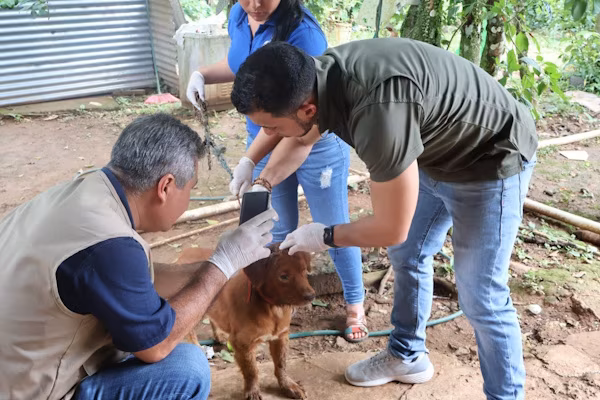 El Ministerio de Salud (MINSA), por medio de la Dirección Nacional de Control de Alimentos y Vigilancia Veterinaria de la Región de Salud de Veraguas, llevó a cabo en el corregimiento de Boró, distrito de La Mesa, una gira de trabajo, debido a una denuncia ciudadana relacionada con la muerte de varios perros. Por ello, con el objetivo de investigar esta situación, el equipo de salud se acercó a esta región del país, para conocer las posibles causas y brindar orientación a la población. En este sentido, Fidel Batista, jefe regional de la Dirección Nacional de Control de Alimentos y Vigilancia Veterinaria (DINACAV), aclaró que, de acuerdo con los síntomas presentados por los animales y las pruebas realizadas, los hallazgos corresponden a distemper canino, una enfermedad viral altamente contagiosa entre perros.