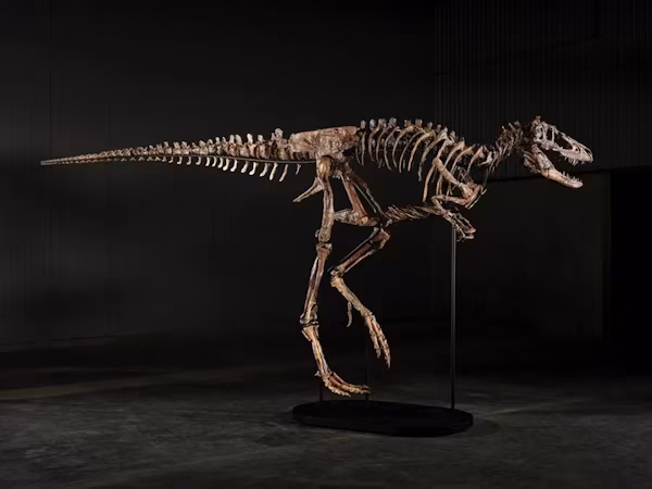 Nueva York (EFE).- Un esqueleto de Nanotyrannus, un dinosaurio parecido a un Tyrannosaurus Rex de tamaño pequeño, se vendió este martes en una subasta en Sotheby’s en Nueva York por 47,3 millones de dólares. El fósil, apodado ‘Jodi’, se convirtió en el segundo dinosaurio más caro por detrás de ‘Gus’, un T. Rex de 50,1 millones, tras una batalla de pujas de doce minutos en la que el precio final multiplicó por cinco la estimación más optimista. La identidad del comprador, que participó por teléfono en la subasta, no se dio a conocer.