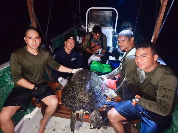 Especialistas estudian la tortugas verdes marinas que llegan a Coiba.