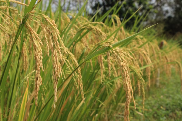 El Ministerio de Desarrollo Agropecuario informa que no existe autorización para el ingreso al mercado nacional de 35 mil toneladas de arroz durante el actual período de cosecha, como se ha señalado públicamente. La administración del presidente José Raúl Mulino ha mantenido una política clara de respaldo a la producción nacional, basada en el seguimiento permanente de las cosechas, los inventarios y las necesidades reales de abastecimiento del país. Desde el inicio de esta gestión, las decisiones relacionadas con el arroz se han trabajado junto con productores, molineros y demás integrantes de la Cadena Agroalimentaria, procurando que la producción nacional tenga las condiciones necesarias para su comercialización y que cualquier medida de abastecimiento responda a las necesidades reales del mercado.