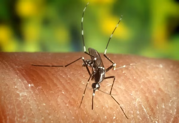 Miami (EE. UU.) (EFE).- Florida registra el mayor brote estatal de dengue en Estados Unidos en más de una década con más de 250 casos locales y una muerte en lo que va del año, según revelan datos del Departamento de Salud del estado disponibles este lunes. El estado, en el sur de Estados Unidos, registró 252 contagios locales del virus transmitido por mosquitos hasta la semana 38 del año, que concluyó el 26 de septiembre, lo que se suma a 245 importados, es decir, de viajeros que contrajeron la enfermedad en otro lugar, según un reporte del Departamento de Salud.